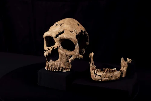 The skull of Shanidar Z, which has been reconstructed in the lab at the University of Cambridge. Credit: BBC Studios/Jamie Simonds